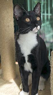 Merlin (18389723)