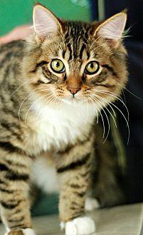 Merlin (19985447)