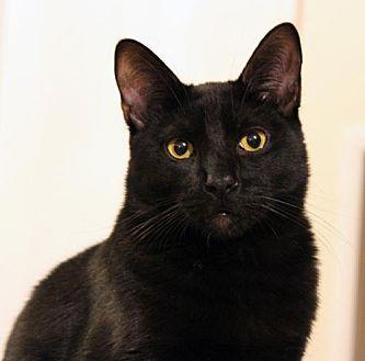 Merlin (20249688)