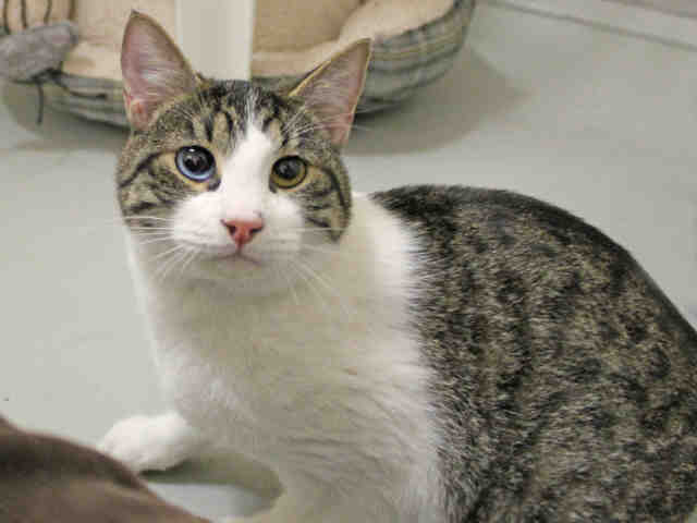 MERLIN (A411889)