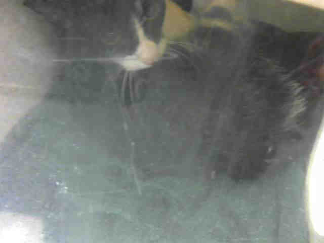 MERLIN (A633079)