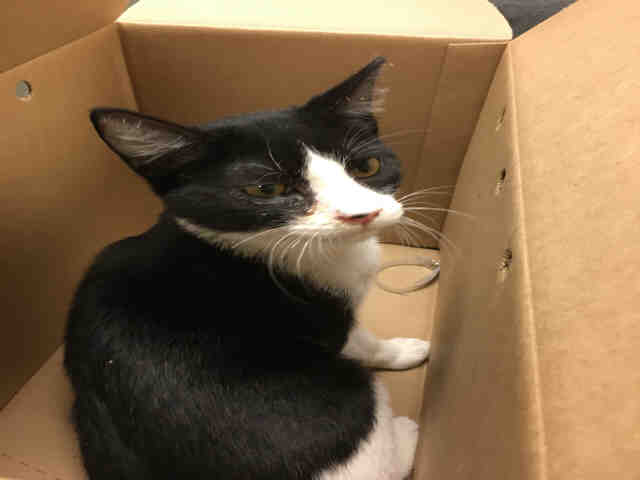 MERLIN (A901785)