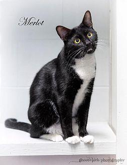 Merlot (19398995)
