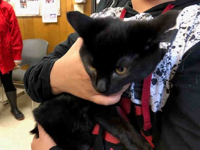 MIDNIGHT (A002780)