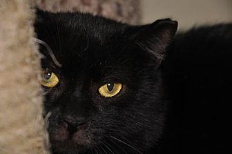 Midnight Mik (20094621)