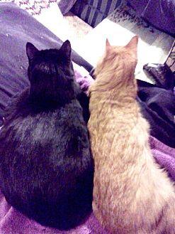 Midnight & R (11527771)