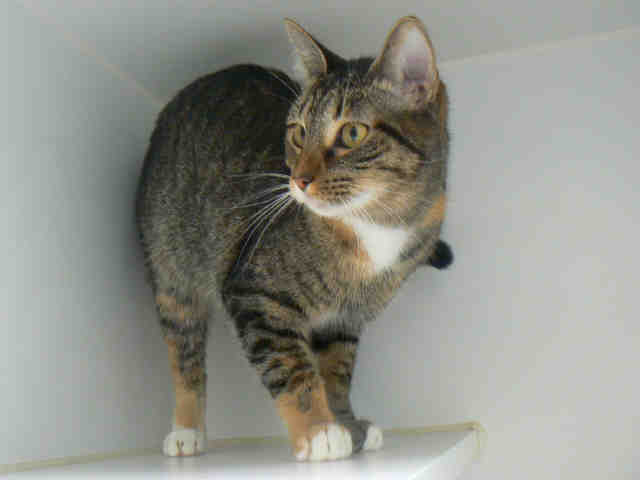 MILA (A009694)