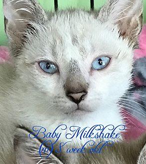 Milkshake (20457736)