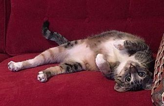 Millie (17947600)