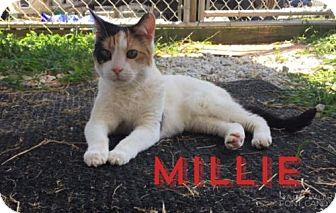 Millie (18921351)