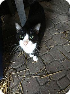 Milo (17215394)
