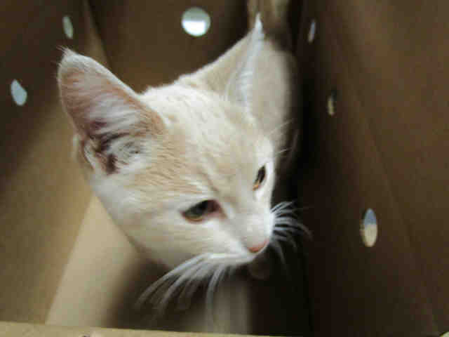 MILO (A132099)