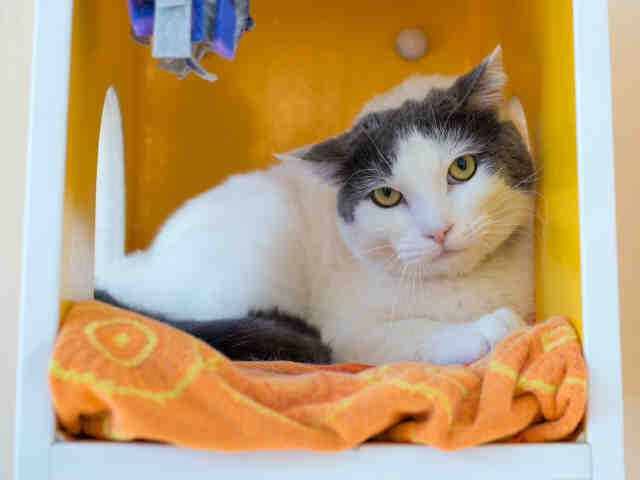 MILO (A904592)