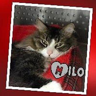 Milo aka sho (20050094)
