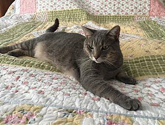 Milo (COURTE (20116417)