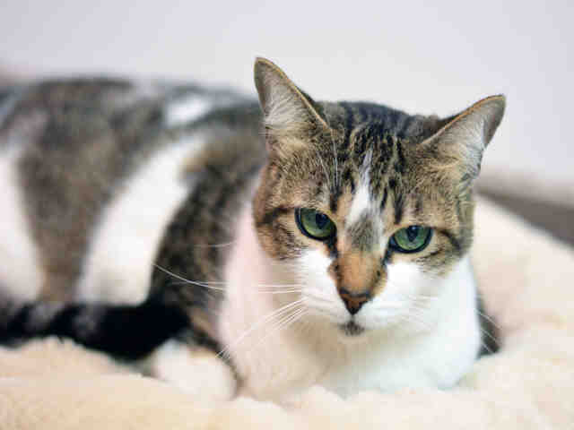 MININA (A1937542)
