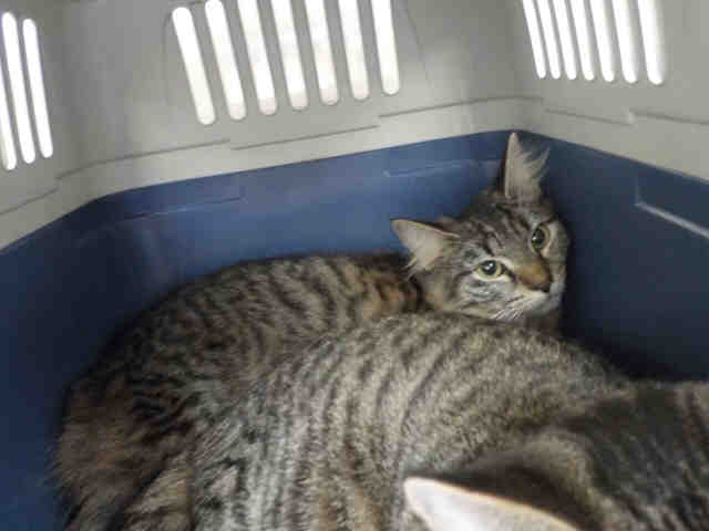 MINKIE (A1935621)