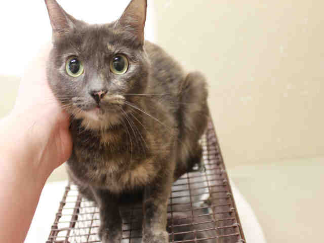 *MINNIE (A492497)