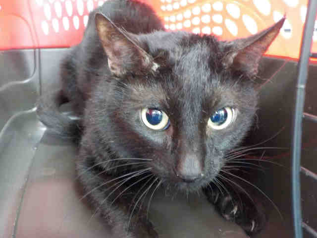 MISFIT (A1935576)
