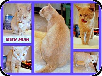 Mish Mish (13806401)