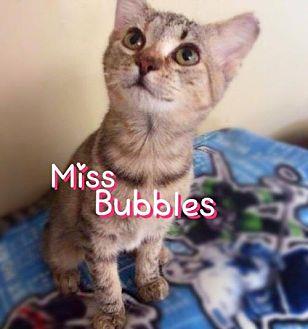 Miss Bubbles (18948877)