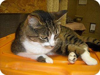 Miss Kitty (16451006)