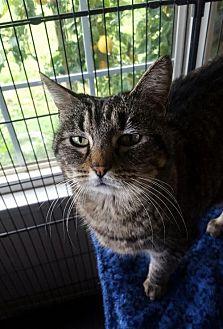 MISS KITTY (17940740)