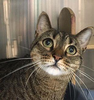 Miss Kitty (19947708)