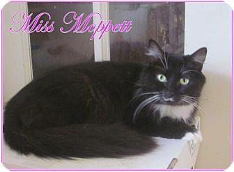 Miss Moppett (16615012)