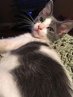 Miss Priss (20299750)