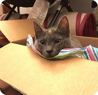 Miss Smokey (18317953)