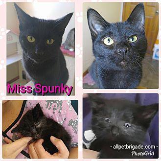 Miss Spunky (20193021)
