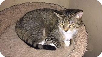 Missy (17516538)