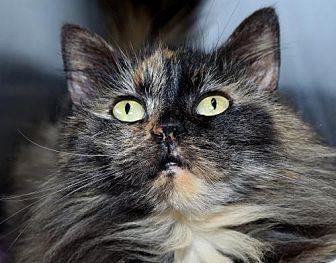 Missy (20309856)