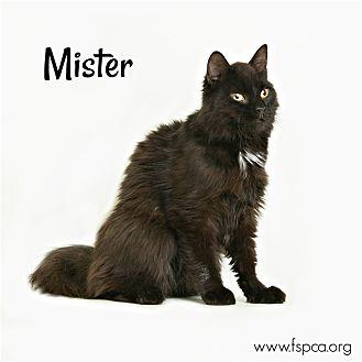 Mister (20302735)