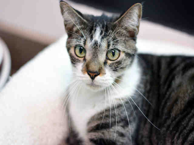 MISTER (A1937544)