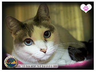 Misty (20193164)