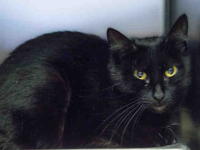 *MISTY (A366772)