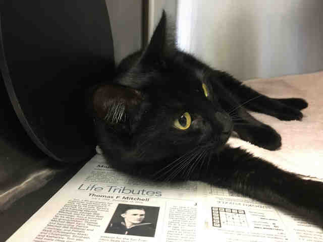 *MISTY (A366772)
