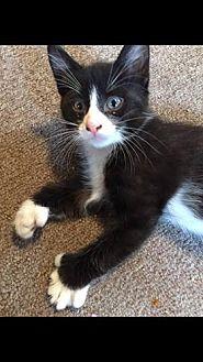 Mittens (18628307)