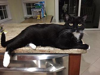 Mittens (19723619)