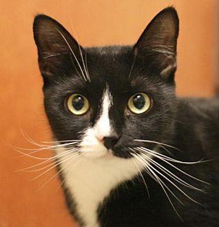 Mittens (20314768)