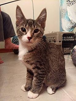 Mittens (20445563)