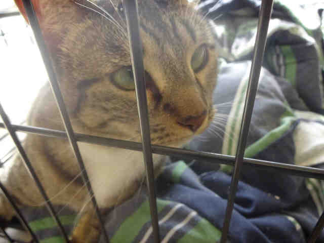 MITTENS (A010996)