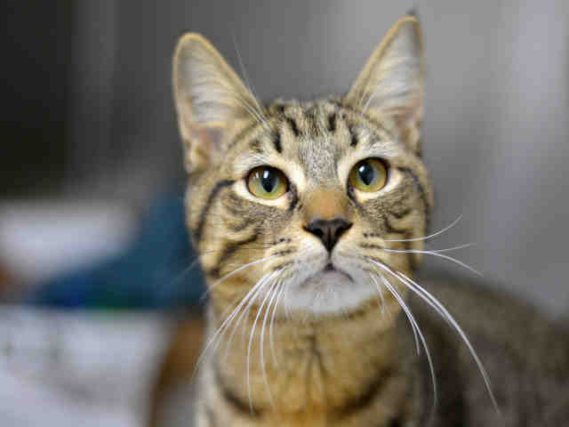 MITTY (A1935946)