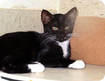 Mitzy (11272051)