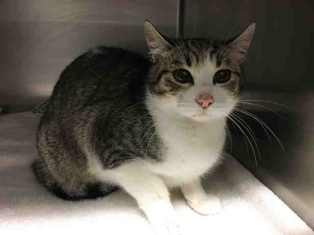 MITZY (A149329)