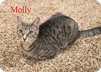 Molly (16706355)