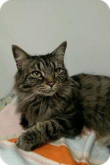 Molly (17997623)