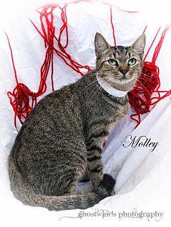 Molly (19666530)